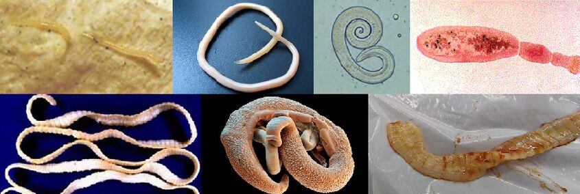 Różne rodzaje pasożytów