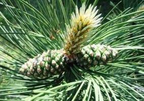 Sosna do oczyszczania ciała pasożytów