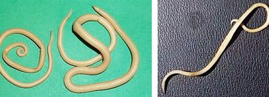 jakie pasożyty może mieć człowiek