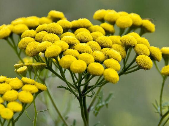 wrotycz pospolity – lekarstwo na pasożyty